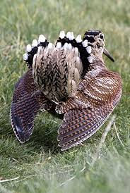 Arconsat ® Résine 5 "plume" – Image 2