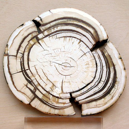 Mineur Pulpe d'ivoire de mammoth lame damas plume – Image 2