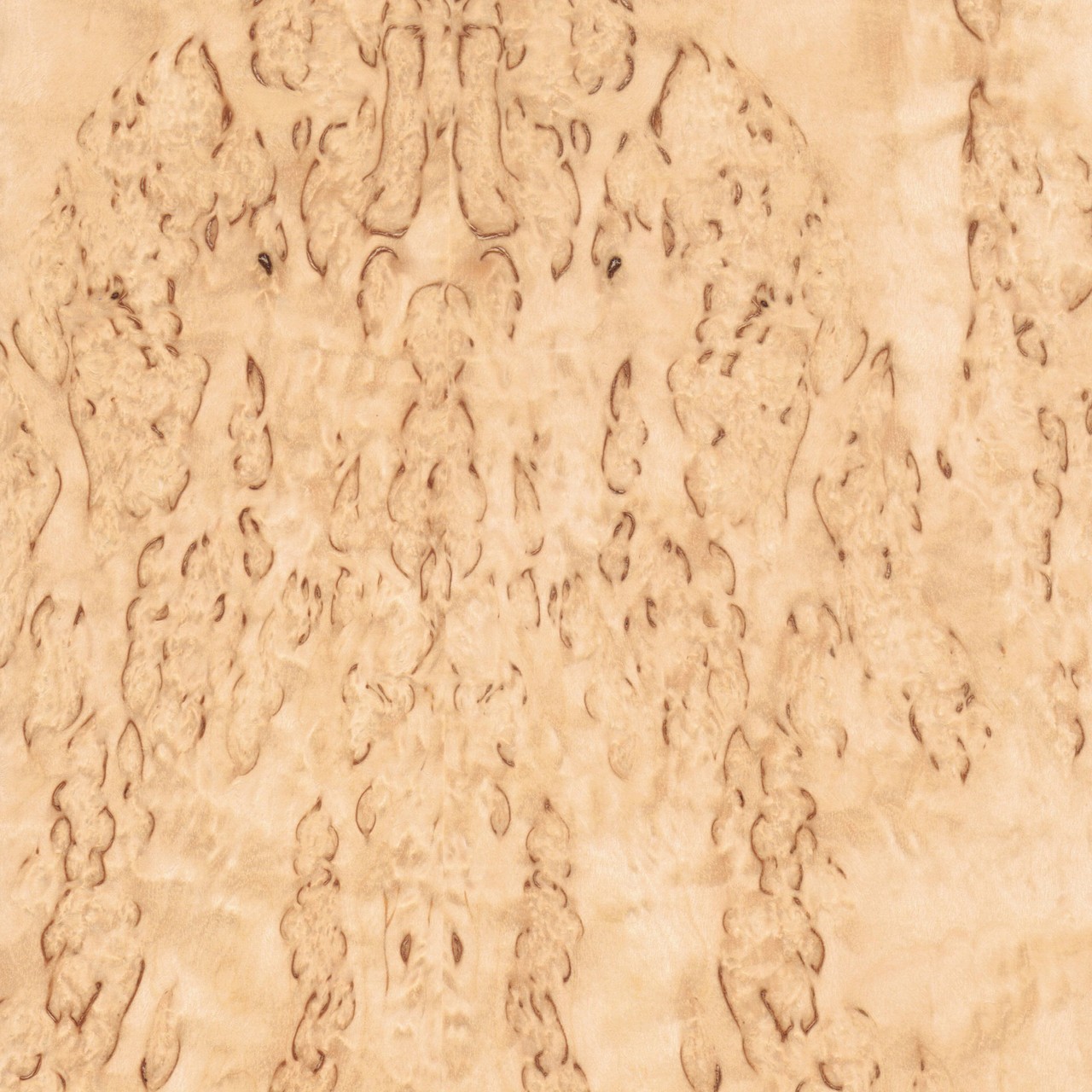 Arconsat ® Bois naturel 1 "Bouleau madré" – Image 4