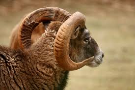 Arconsat ® Bélier blond – Image 2