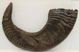 Arconsat ® Corne pressée noire 2 – Image 4