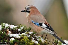 Arconsat ® Résine 6 "plume" – Image 2