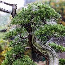 Arconsat ® Bois naturel 3 "Genévrier" – Image 4