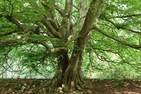 Arconsat ® Bois stabilisé 1 Hêtre échauffé – Image 2