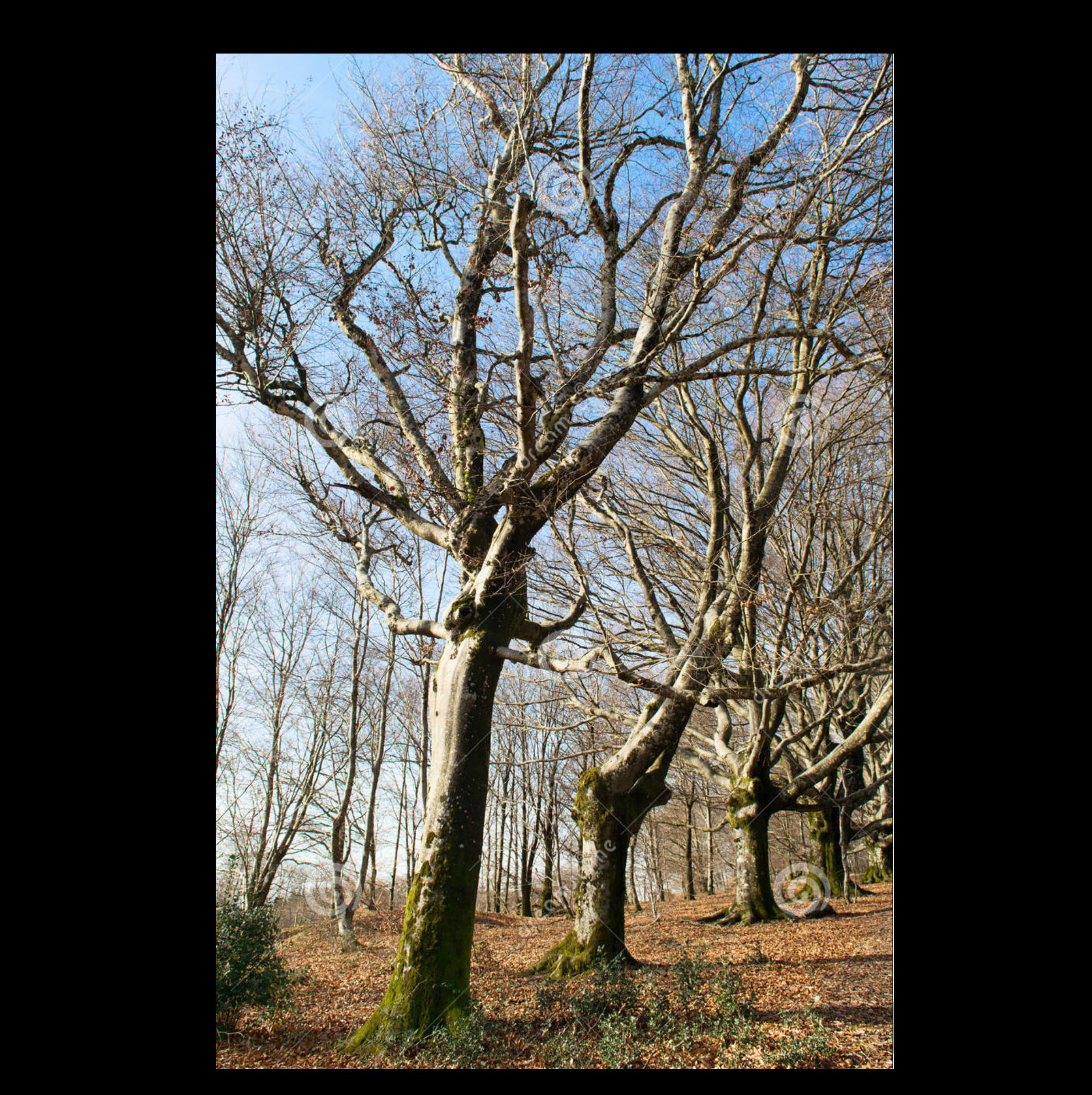 Arconsat ® Bois stabilisé 2 Hêtre échauffé – Image 4