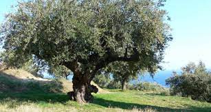 Arconsat ® Bois naturel 2 "Olivier" – Image 2