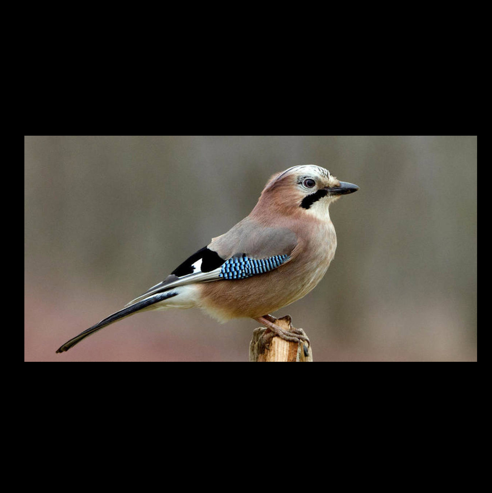 Arconsat ® Résine 6 "plume" – Image 4